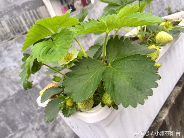 适合一年四季种植水果，室内就可种植的盆栽水果