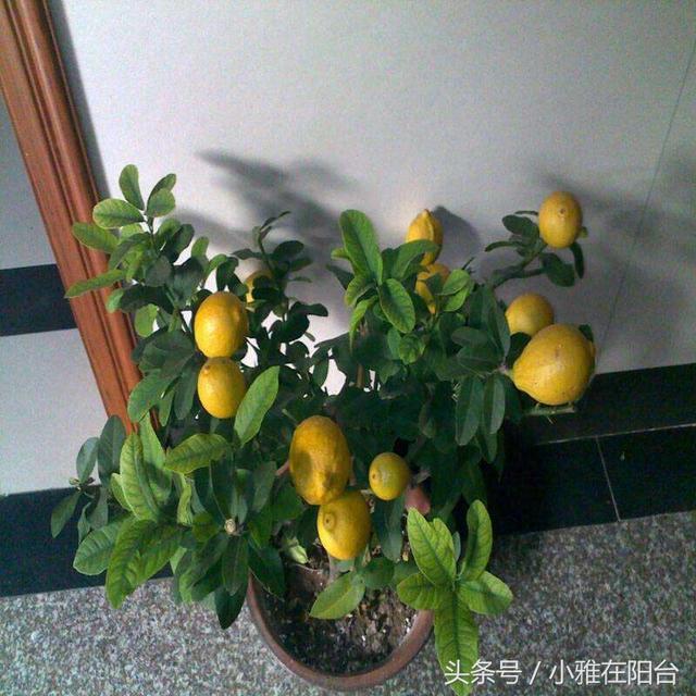 适合一年四季种植水果，室内就可种植的盆栽水果