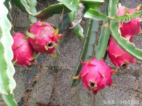 适合一年四季种植水果，室内就可种植的盆栽水果