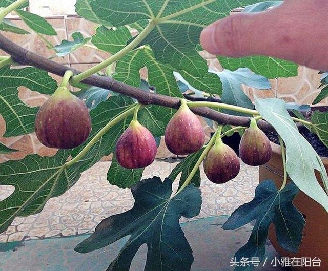 适合一年四季种植水果，室内就可种植的盆栽水果