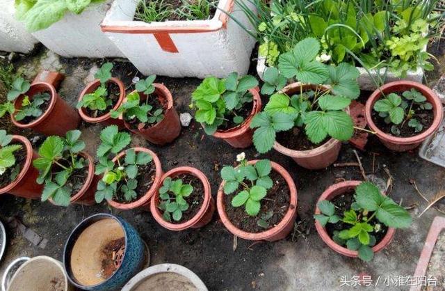 适合一年四季种植水果，室内就可种植的盆栽水果