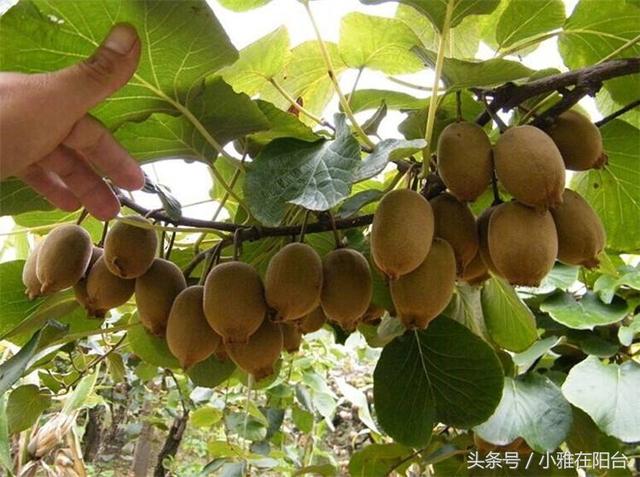 适合一年四季种植水果，室内就可种植的盆栽水果