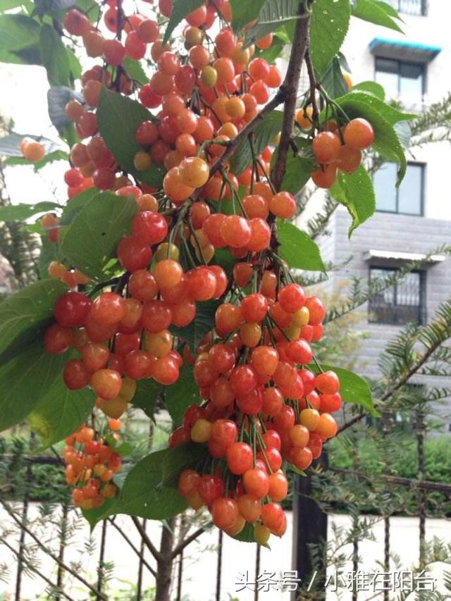 适合一年四季种植水果，室内就可种植的盆栽水果