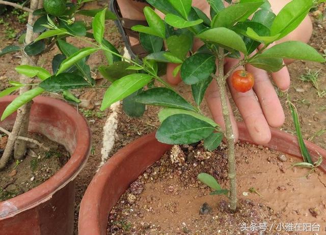 适合一年四季种植水果，室内就可种植的盆栽水果