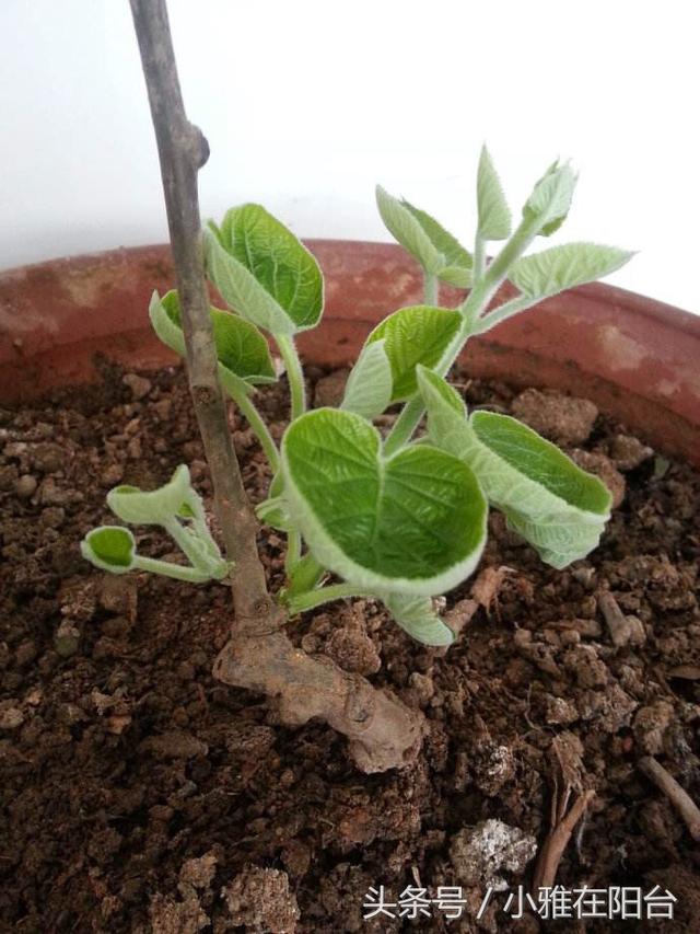 适合一年四季种植水果，室内就可种植的盆栽水果