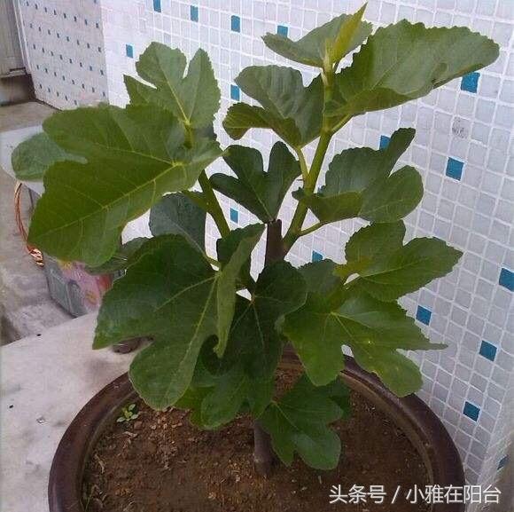 适合一年四季种植水果，室内就可种植的盆栽水果