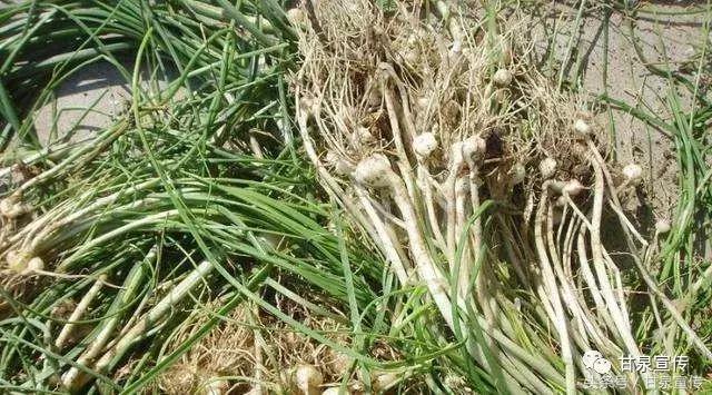 陕北延安十大特色菜，延安“6菜三宴”入选《中国菜陕菜经典名菜录》
