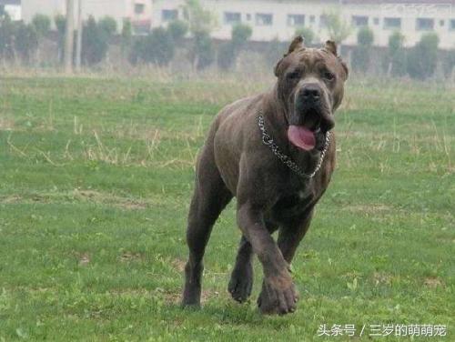 国家明令禁止养10种恶犬，盘点被禁止饲养10种狗