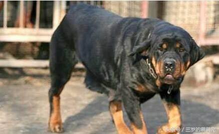 国家明令禁止养10种恶犬，盘点被禁止饲养10种狗