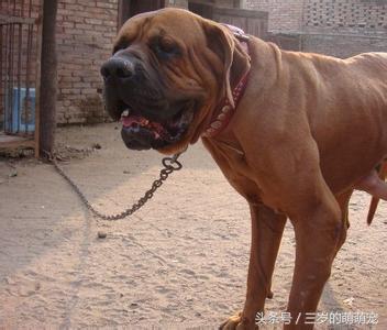 国家明令禁止养10种恶犬，盘点被禁止饲养10种狗