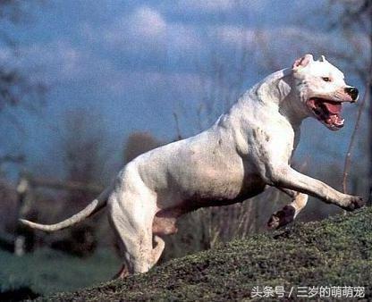 国家明令禁止养10种恶犬，盘点被禁止饲养10种狗