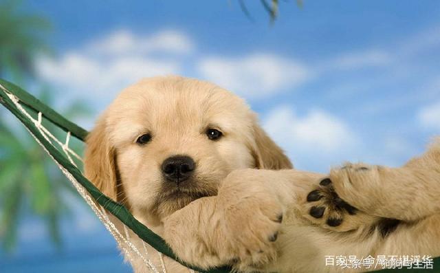 犬细小病毒的症状，犬细小病毒病症状有哪些（铲屎官应及时带狗狗就医）