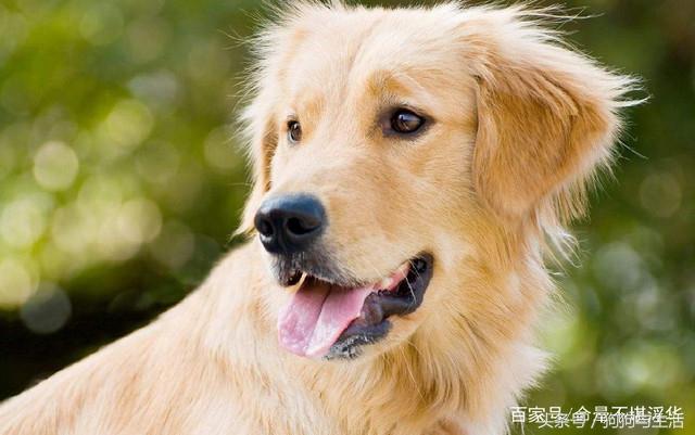 犬细小病毒的症状，犬细小病毒病症状有哪些（铲屎官应及时带狗狗就医）