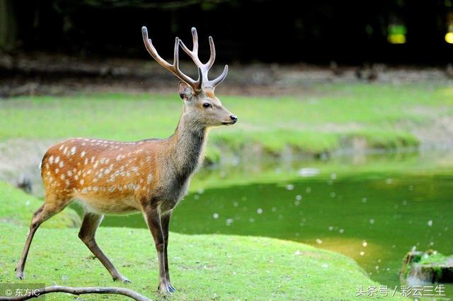 梅花鹿养殖条件，梅花鹿养殖技术全过程