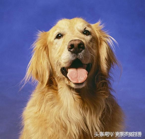 犬细小病毒的症状，犬细小病毒病症状有哪些（铲屎官应及时带狗狗就医）