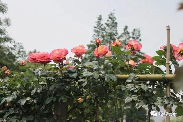 无锡旅游景点排行榜前十名，无锡100个旅游景点你去过几个