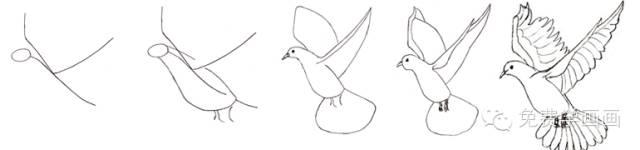 鸽子画画图片大全图片 儿童画盒子