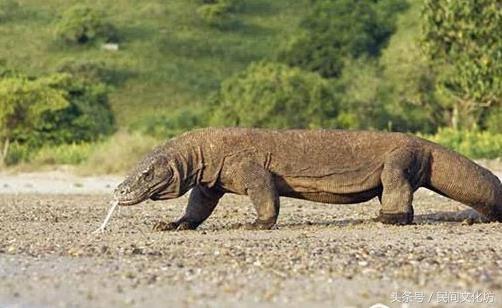 47种自然界傻傻分不清的动物，这些自然界中长相奇特的动物你都见过吗