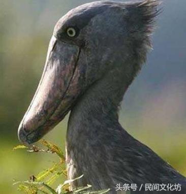 47种自然界傻傻分不清的动物，这些自然界中长相奇特的动物你都见过吗