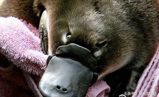 47种自然界傻傻分不清的动物，这些自然界中长相奇特的动物你都见过吗