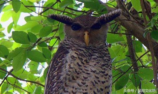 47种自然界傻傻分不清的动物，这些自然界中长相奇特的动物你都见过吗