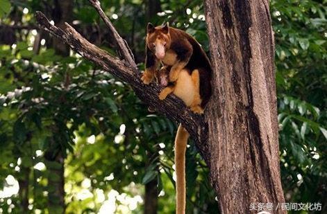 47种自然界傻傻分不清的动物，这些自然界中长相奇特的动物你都见过吗