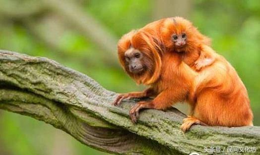 47种自然界傻傻分不清的动物，这些自然界中长相奇特的动物你都见过吗