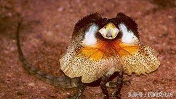 47种自然界傻傻分不清的动物，这些自然界中长相奇特的动物你都见过吗