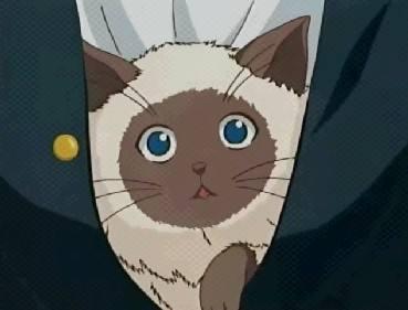 动漫中的猫你会想到哪只呢，6只动漫中的可爱猫咪盘点