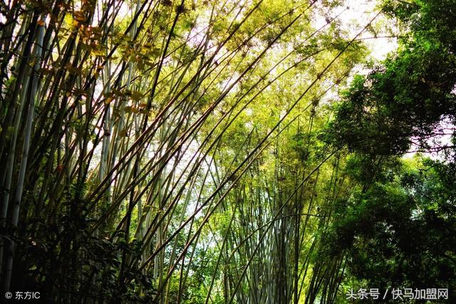 适合在乡镇开的加工厂，有什么适合在农村开的加工厂