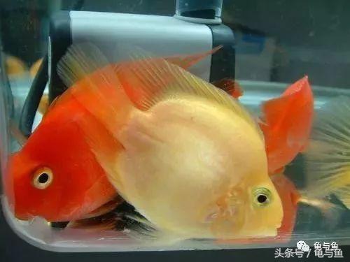 鹦鹉鱼变白怎么回事，鹦鹉鱼为什么颜色变白了（鹦鹉鱼变白的4种原因与处理方法）