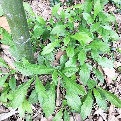 马兰头的做法大全，马兰头5种最好吃的做法