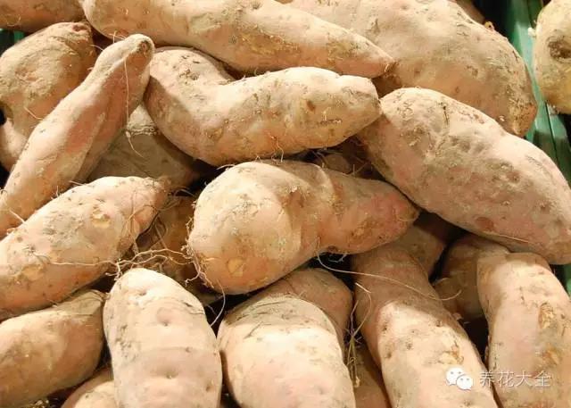红薯水培教程来了，红薯如何快速水培