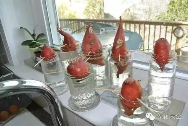 红薯水培教程来了，红薯如何快速水培