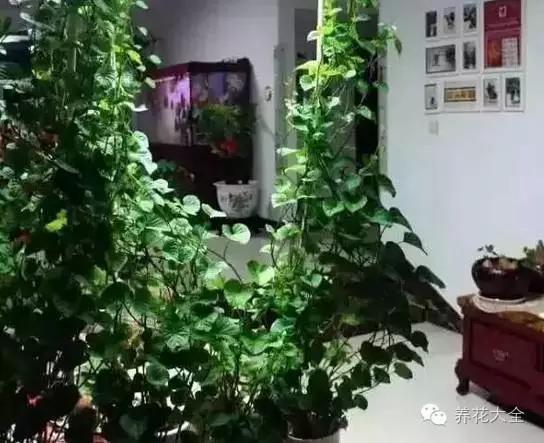 红薯水培教程来了，红薯如何快速水培