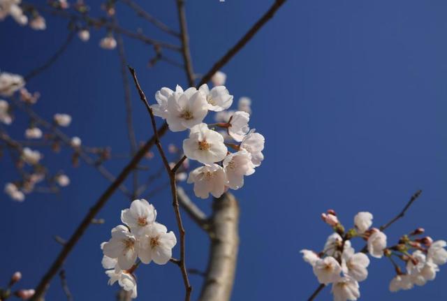 鹤壁免费的33个景点，鹤壁景区免费景点推荐（鹤壁市景区推出惠民优惠政策）