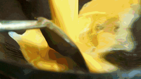 十款美食的最后一种你肯定没吃过，以上十款全国各地美食你们都戳过吗