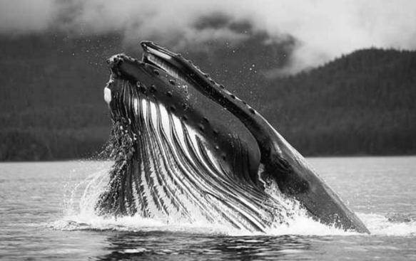 蓝鲸为什么这么大呢，地球上最大的动物