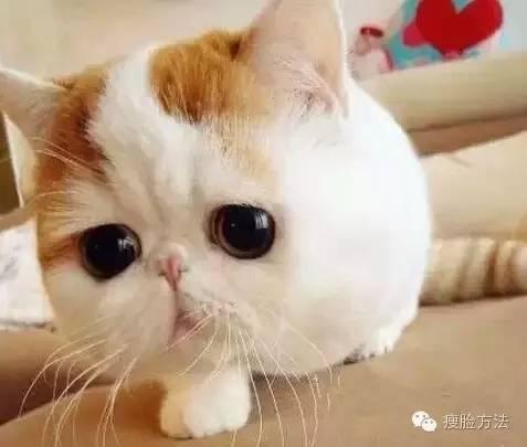 称赞肥胖(肥胖如何形容)
