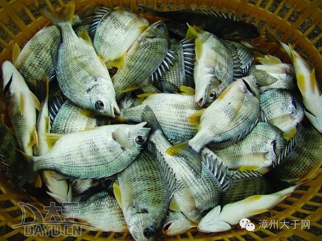 漳州地区的鱼有什么特点，漳州海鲜市场常见鱼类