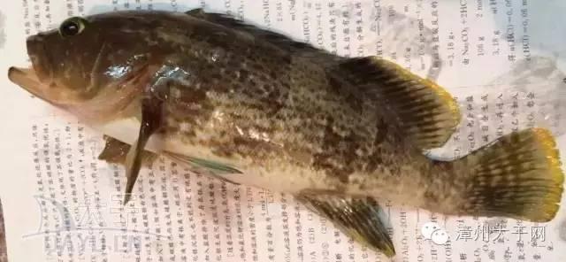 漳州地区的鱼有什么特点，漳州海鲜市场常见鱼类