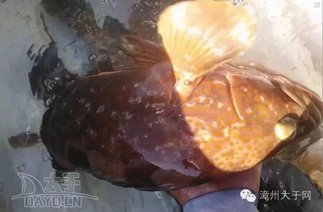 漳州地区的鱼有什么特点，漳州海鲜市场常见鱼类