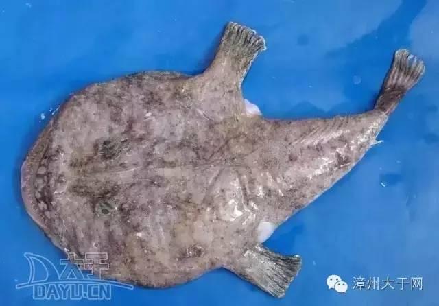 漳州地区的鱼有什么特点，漳州海鲜市场常见鱼类