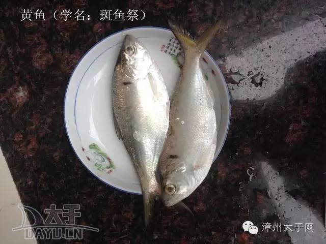 漳州地区的鱼有什么特点，漳州海鲜市场常见鱼类