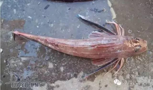 漳州地区的鱼有什么特点，漳州海鲜市场常见鱼类