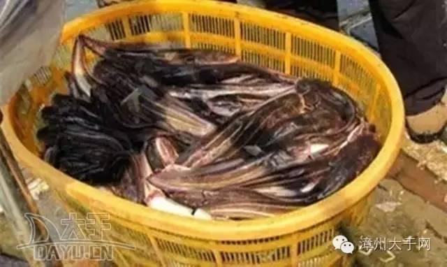 漳州地区的鱼有什么特点，漳州海鲜市场常见鱼类