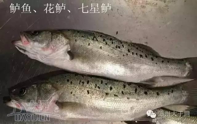 漳州地区的鱼有什么特点，漳州海鲜市场常见鱼类