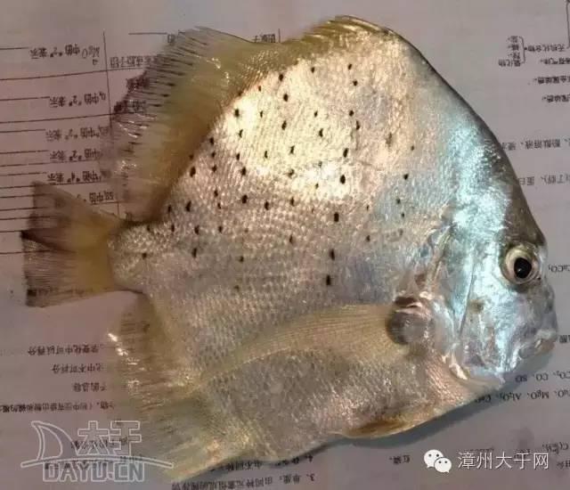 漳州地区的鱼有什么特点，漳州海鲜市场常见鱼类