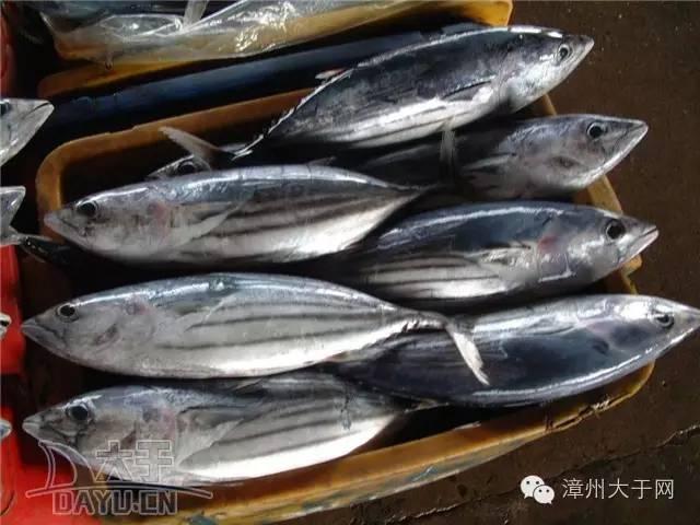 漳州地区的鱼有什么特点，漳州海鲜市场常见鱼类