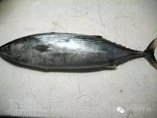 漳州地区的鱼有什么特点，漳州海鲜市场常见鱼类